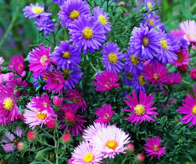 fleurs d automne avec quoi associer les asters au jardin guide