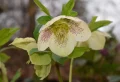 Plantes qui résistent au gel : 4 espèces peu capricieuses et spectaculaires