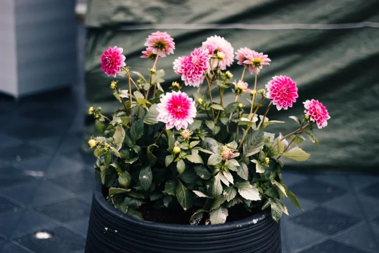 fleurs roses feuilles vertes pot noir