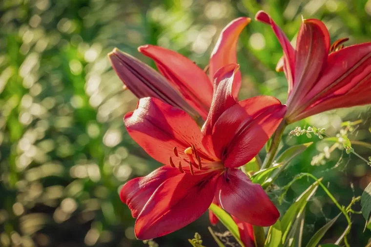 fleurs rouges petales tiges longues soleil lumiere lys floraison