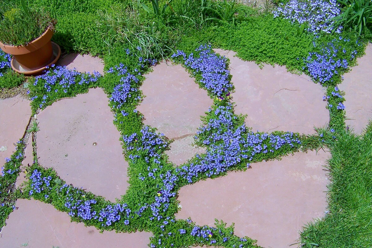 fleurs violettes entre les dalles jardin remplacer le gazon