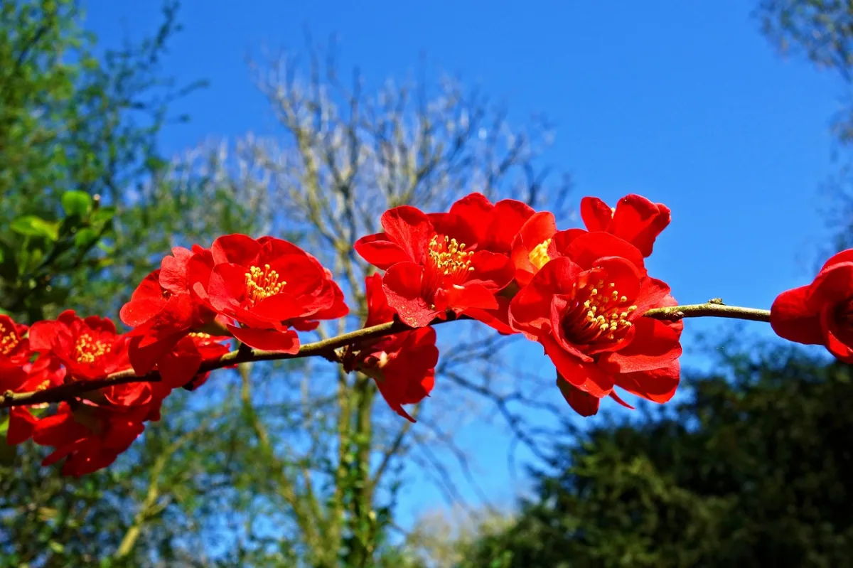 floraison arbuste a fleurs rouges tige arbres jardin soleil ciel bleu