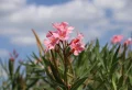 Planter laurier rose en septembre : guide complet pour croissance saine