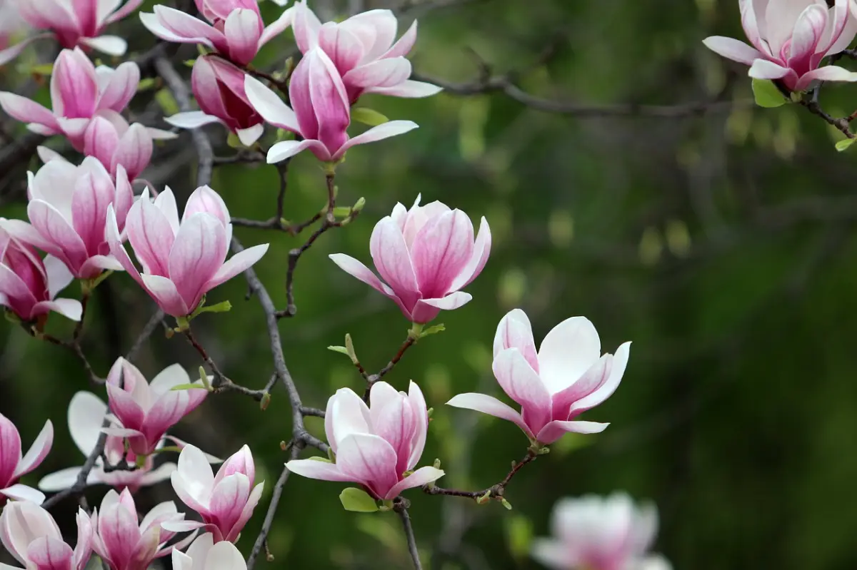 floraison fleurs rose blanches petales tiges magnolia jardin