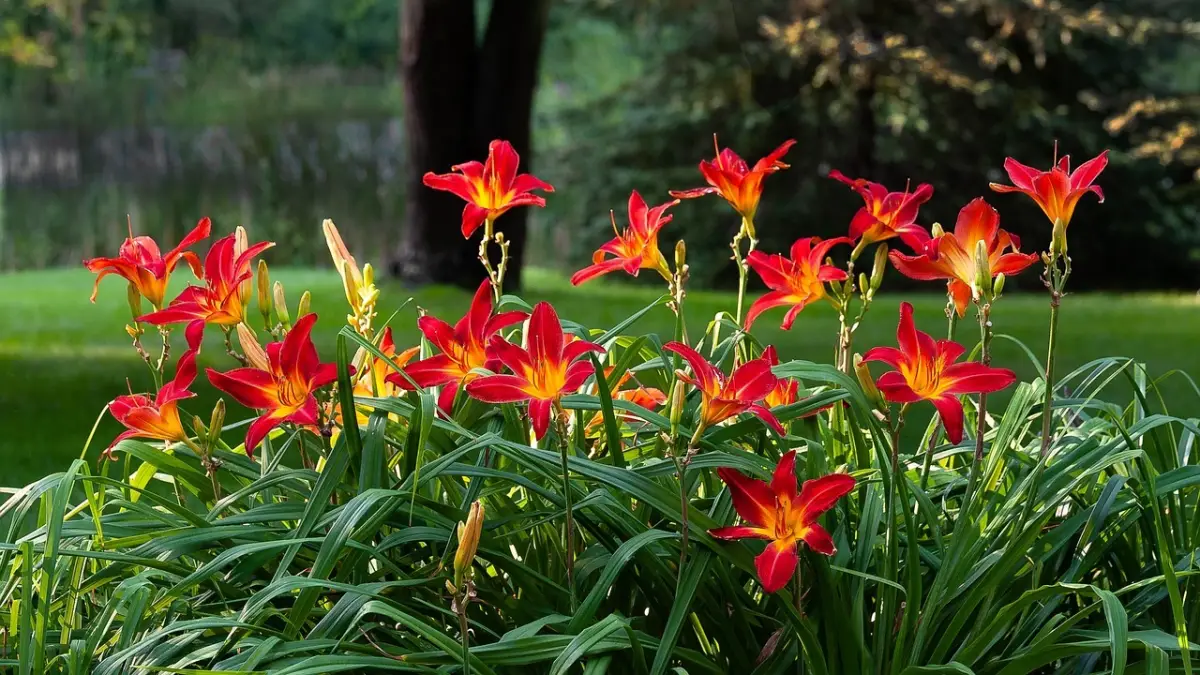 floraison fleurs rouge orange jardin amenagement paysager feuillage
