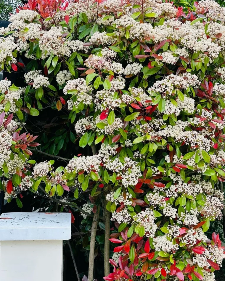 florasion blanche et touge de photinia