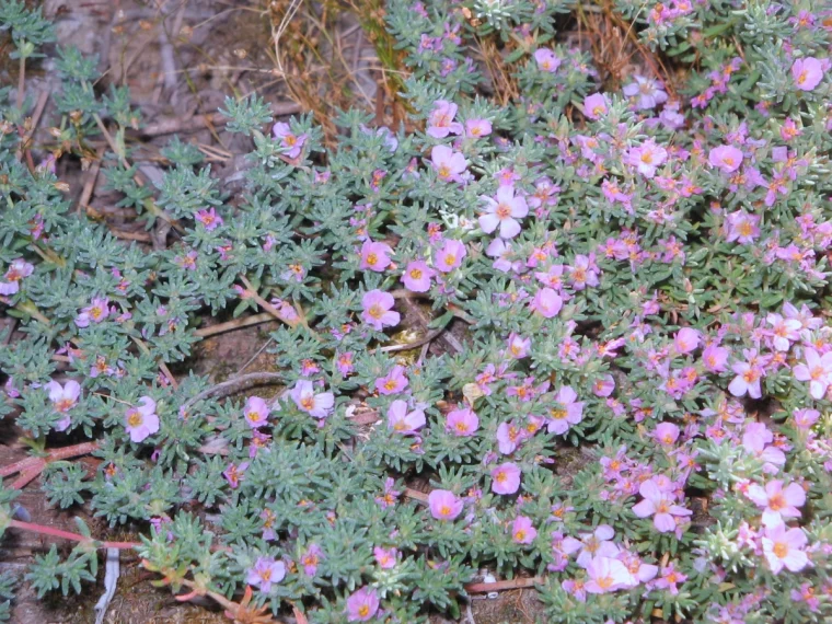 frankenie lisse rempalcer le gazon fleurs roses feuilles vertes jardin