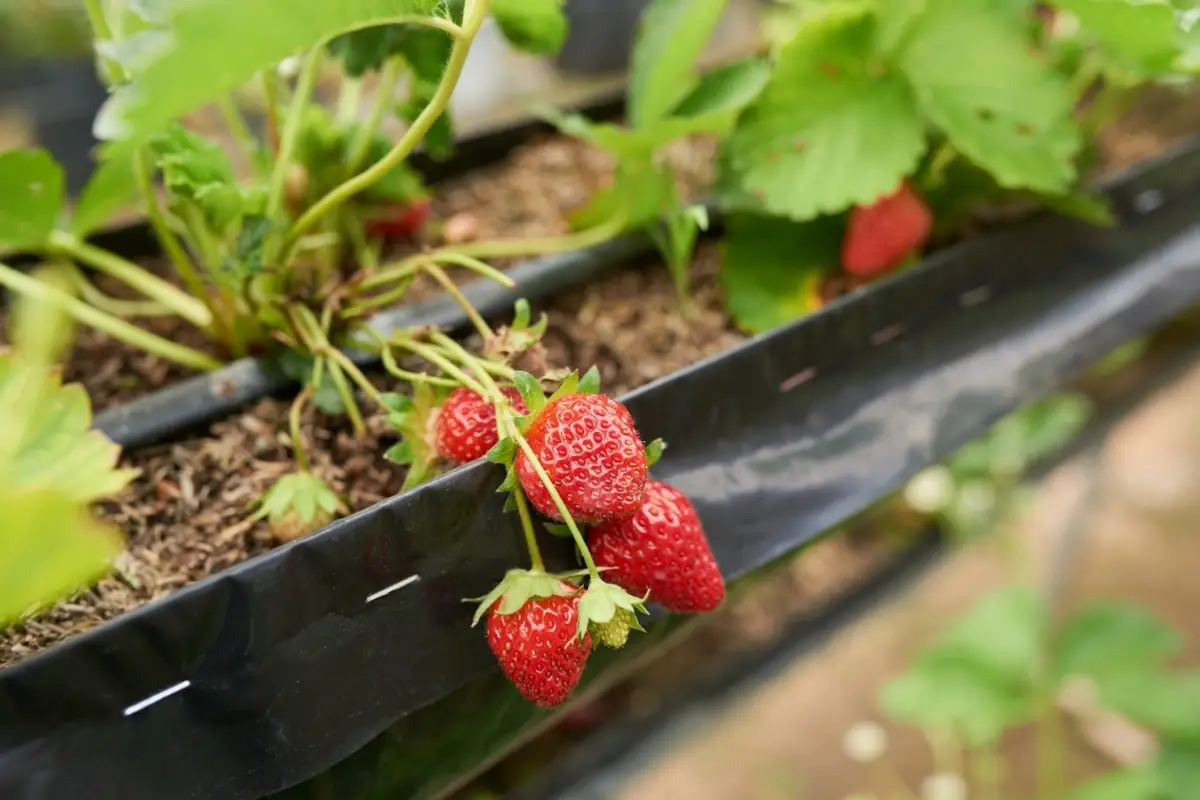 fruits rouges bache jardin sol recolte culture potager feuilles