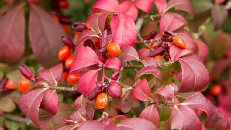 fusian ailé feuilles rouges fruits rouge arbuste haie brise vue