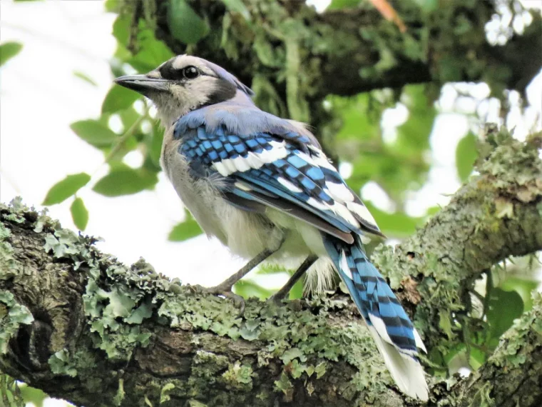 geai bleu plumes motifs blanc branche arbre feuilles mousse