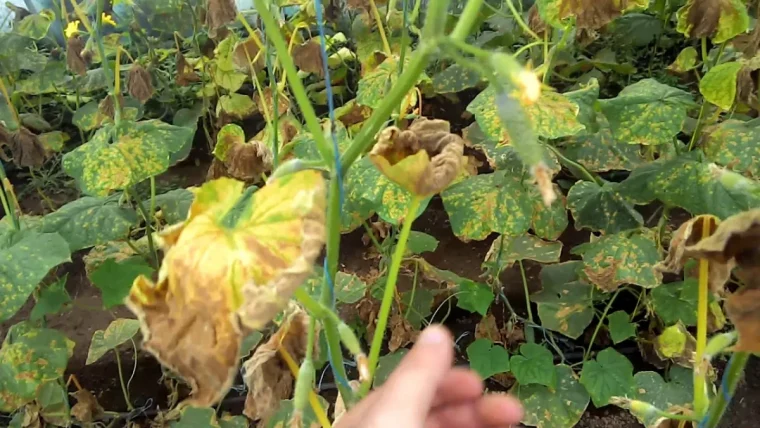 gérer l'oïdium sur courgette en bio une main tient feuilles brunies