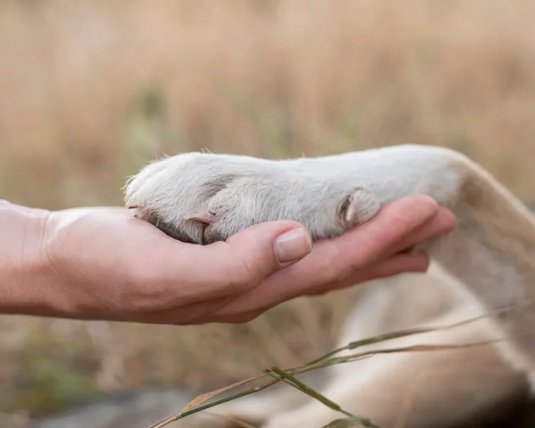 geste douceur amour amitie animaux patte chien nature