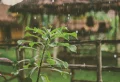 Pourquoi il y a de l’orage quand il fait chaud ? Comment savoir que l’orage arrive ou s’approche ?