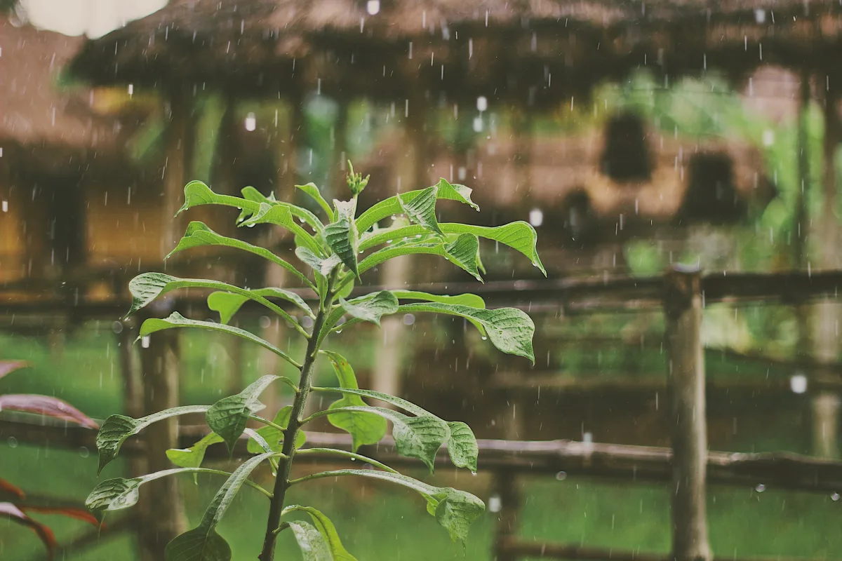 gouttes pluie jardin plante cloture bois auvent paille nature Pourquoi y a de l'orage quand il fait chaud