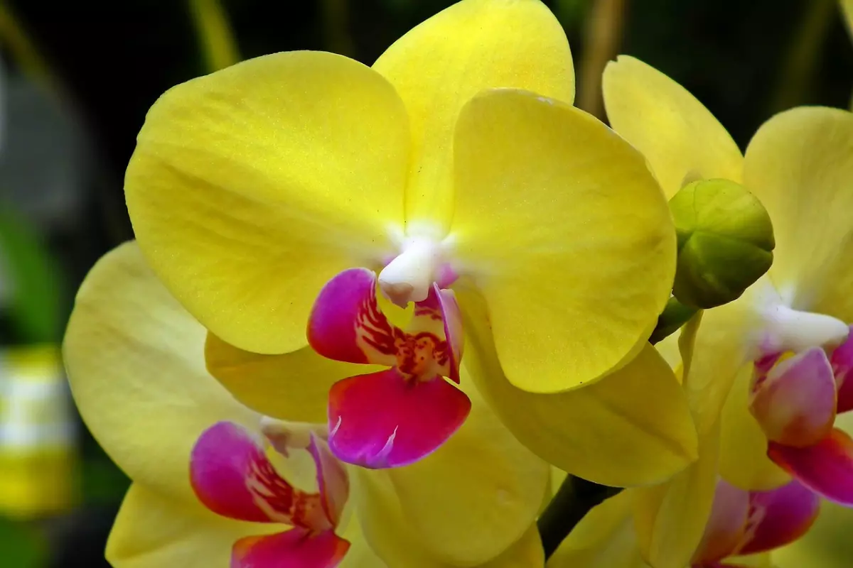 gros plan des fleurs jaunes d une orchidee
