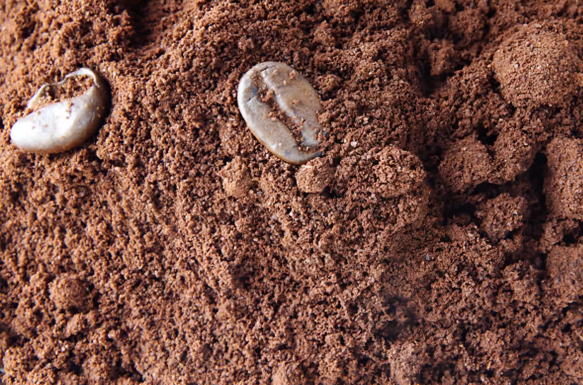 gros plan su du cafe moulu avec quelques graines entiers