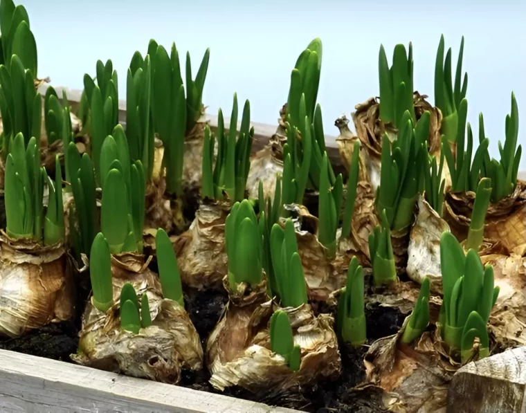 gros plan sur des bulbes de tulipes avec l eclosion de feuilles vertes