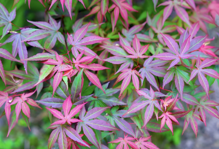 gros plan sur des feuilles d erable du japon qui commencent a changer de couleur