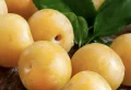 Faire germer des noyaux de mirabelle pour planter un mirabellier au printemps
