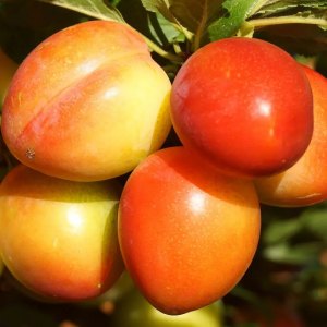 Comment conserver les mirabelles après la cueillette de quelques jours à plusieurs mois ?