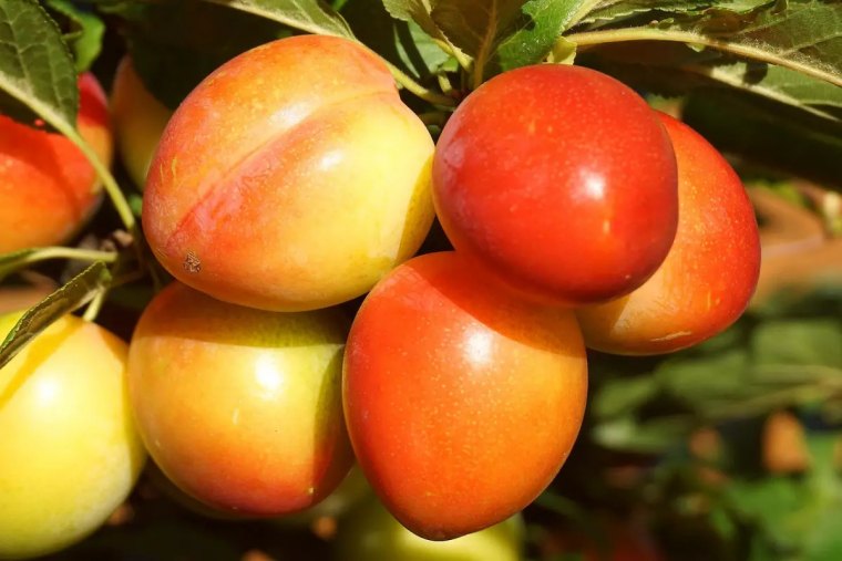 gros plan sur des mirabelles jaunes rouges sur une branche