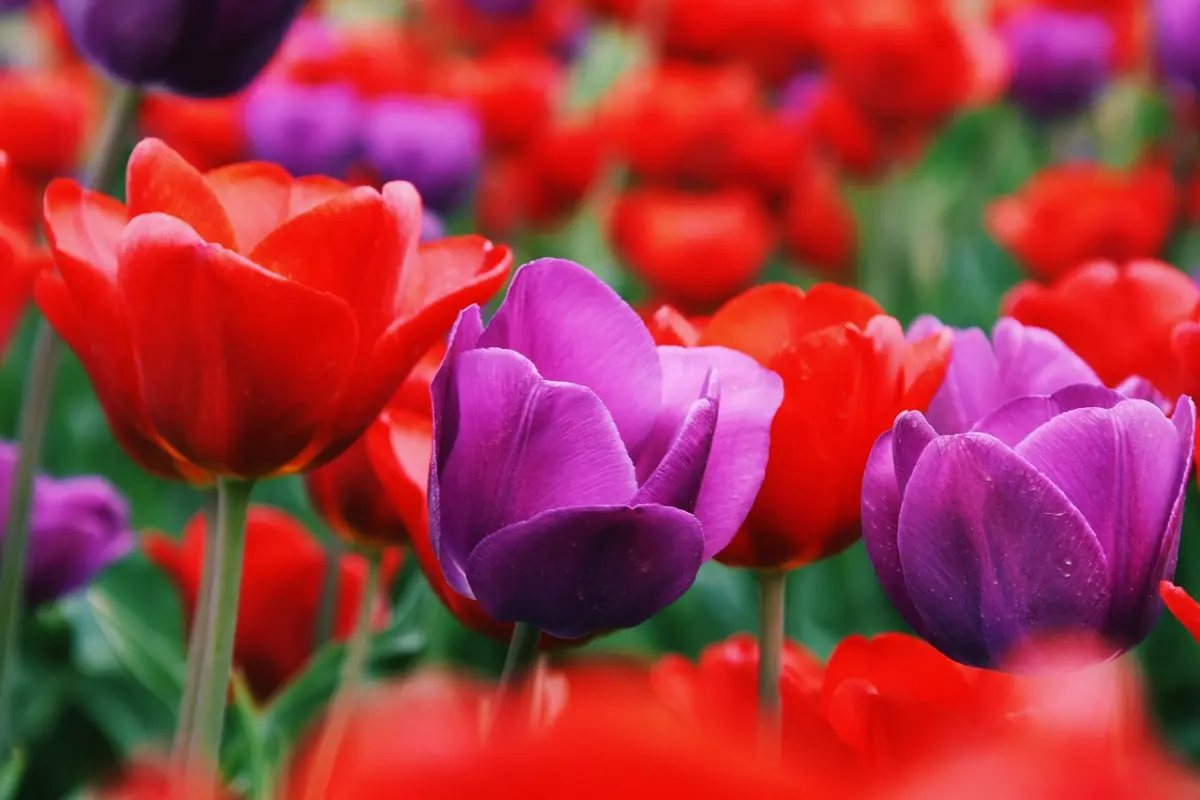 gros plan sur des tulipes rouges et violettes