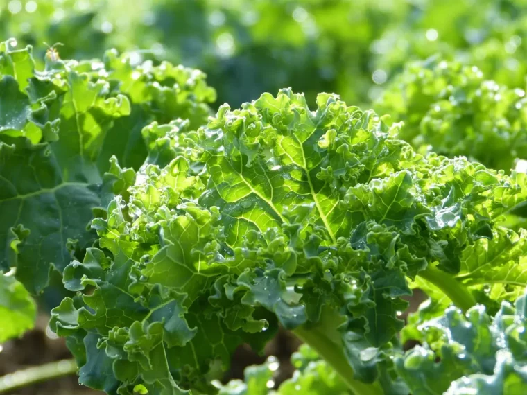 gros plan sur les feuilles de choux frise au soleil avec des goutes d eau