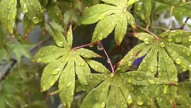 gros plan sur les feuilles vertes d erable du japon avec des gouttelettes d eau