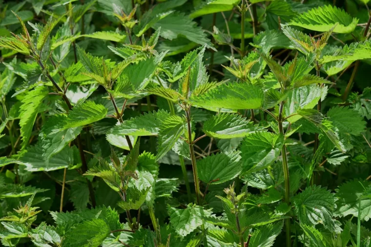 gros plan sur les feuilles vertes de l ortie fraiche