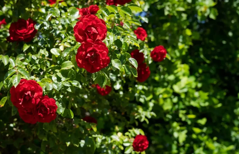 gros plan sur les fleurs rouges d un rosier grimpant