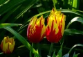 Planter des tulipes en septembre : le moment idéal pour une floraison précoce au printemps