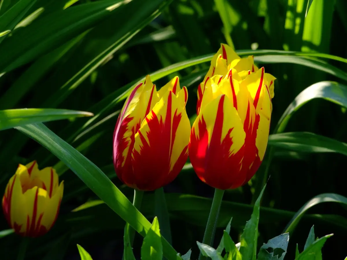 gros plan sur tulipes bicouleurs rouge et jaune