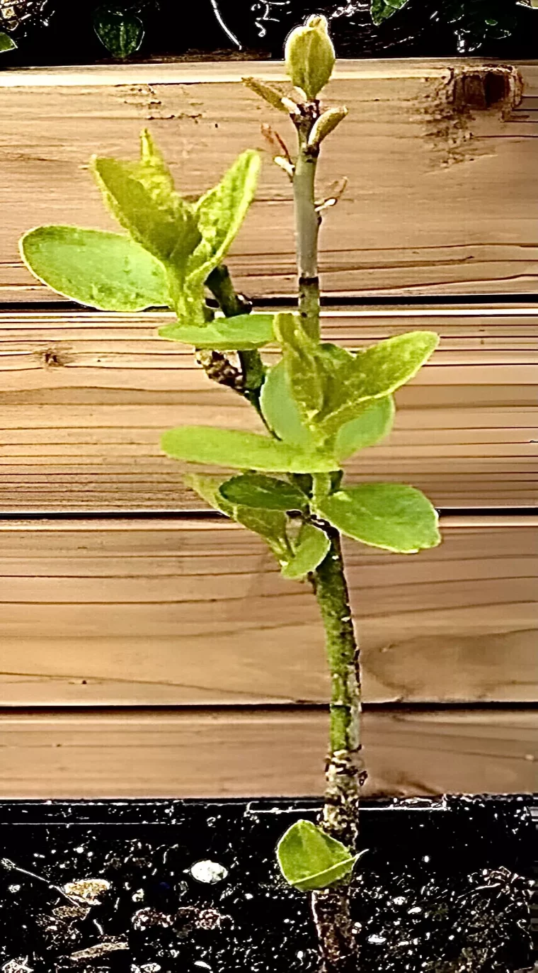 gros plan sur un jeune plant de mirabelle sur fond de lattes en bois