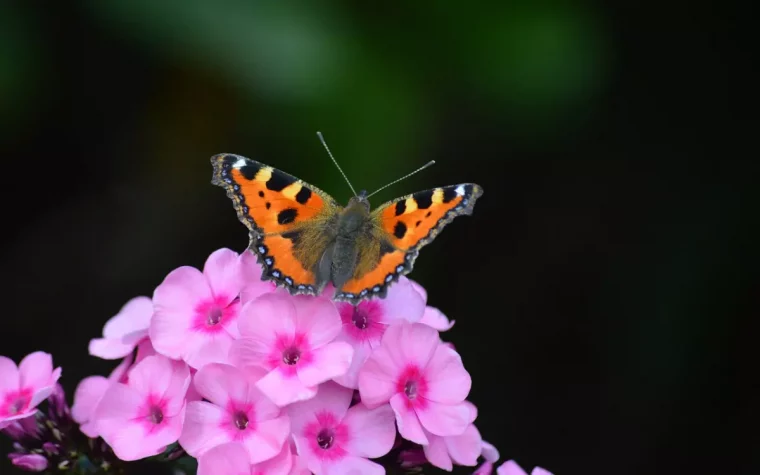 gros plan sur un papillon sur une fleur rose de flox