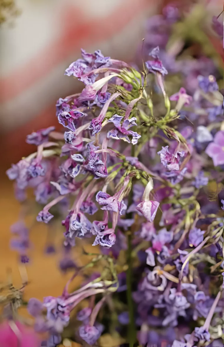 gros plan sur une fleur de flox fannee