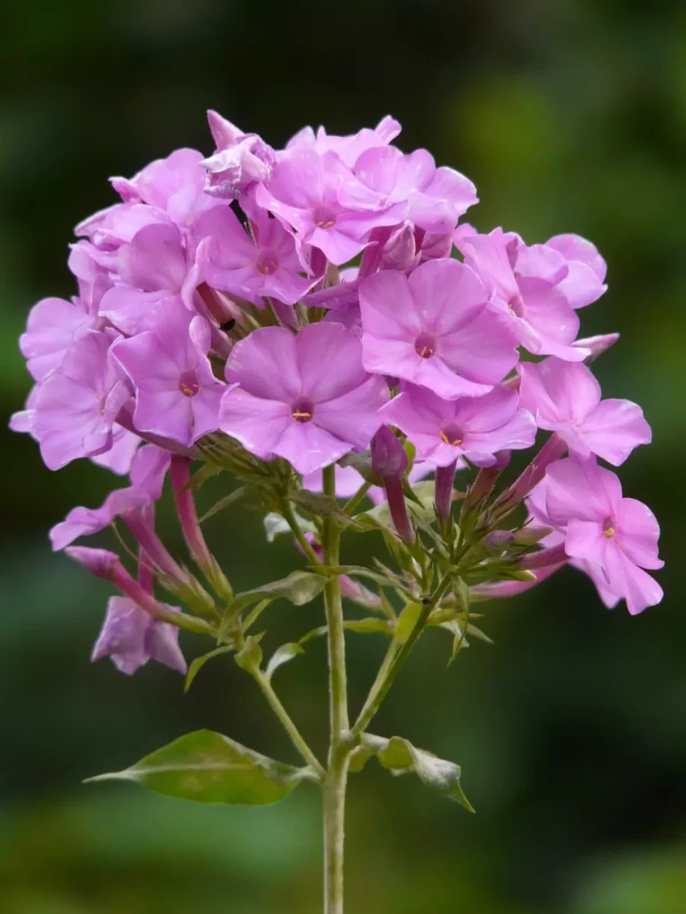 gros plan sur une fleur rose de flox