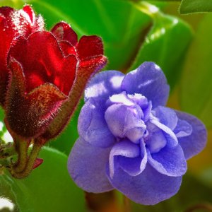 Plante d'intérieur qui fleurit toute l'année : une sélection faite pour vous ravir