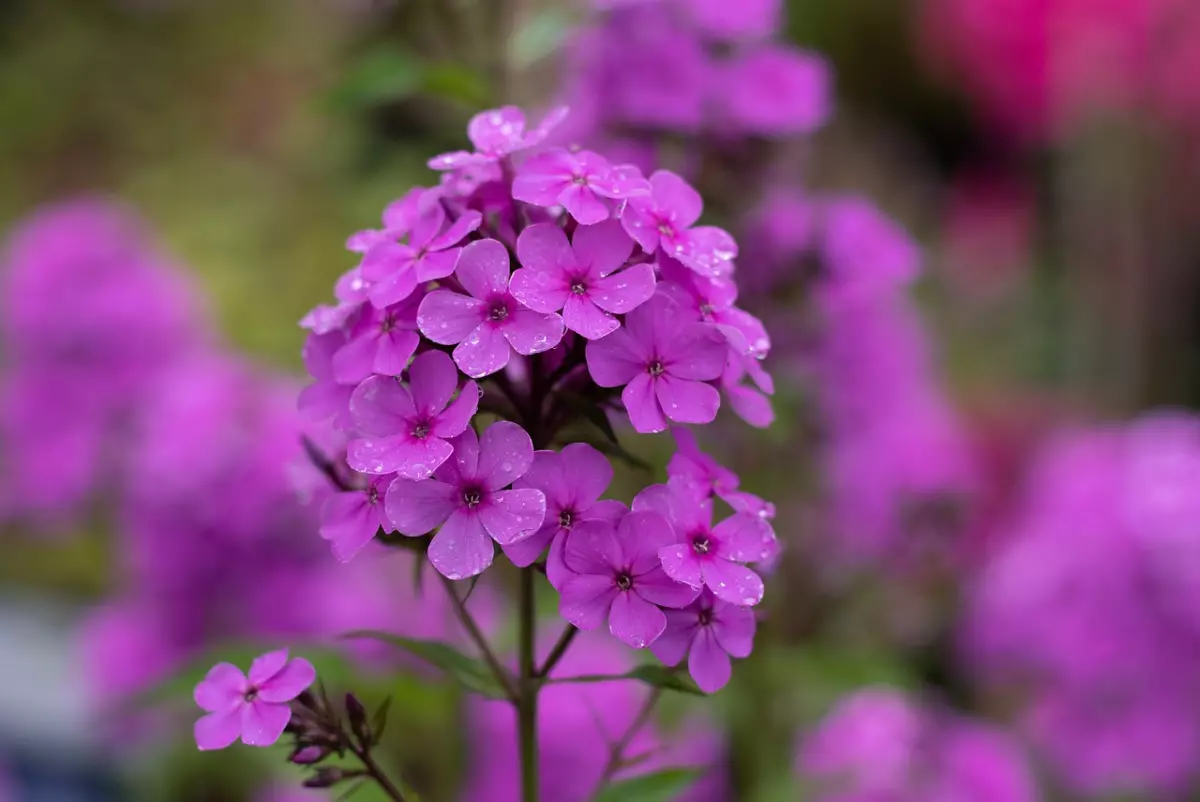 gros plan sur une fleur violette fraiche de flox