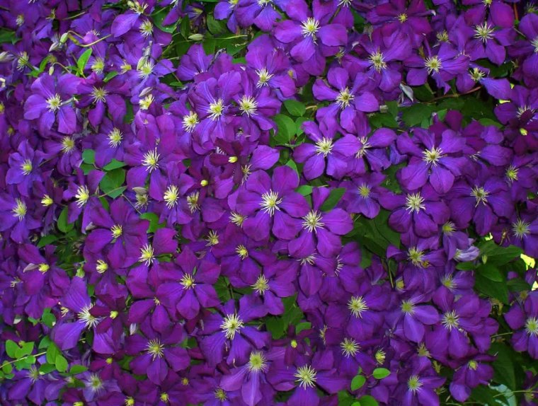 gros plan sur une floraison de clematite violette