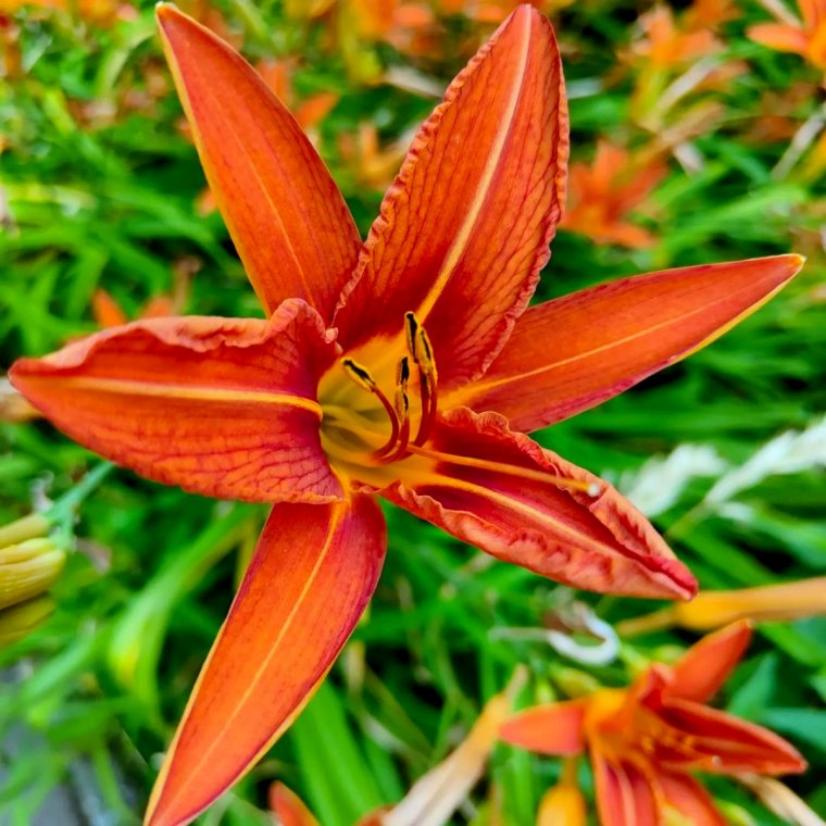 hemerocalle fleurs orange feuilles vertes