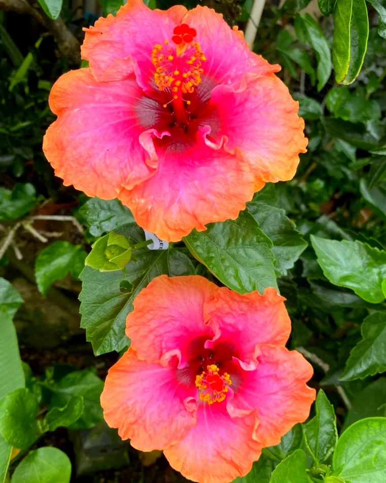 hibiscus fleurs roses floraison longue estivale