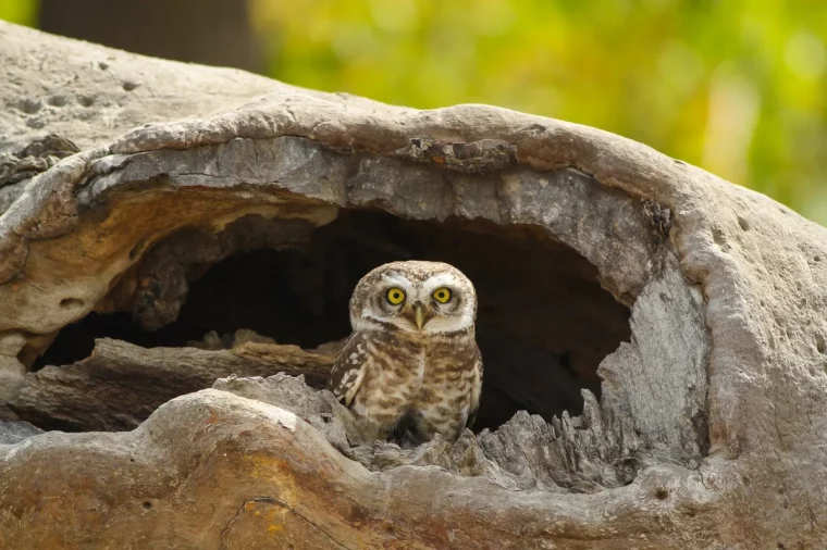 hibou trou nature etre sauvage oiseau plumes yeux jaunes