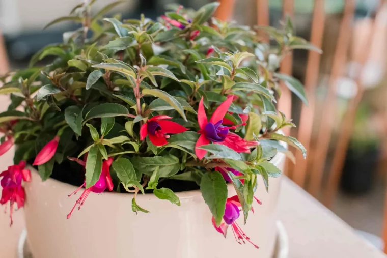 hivernage des plantes a fleurs astuces et conseils