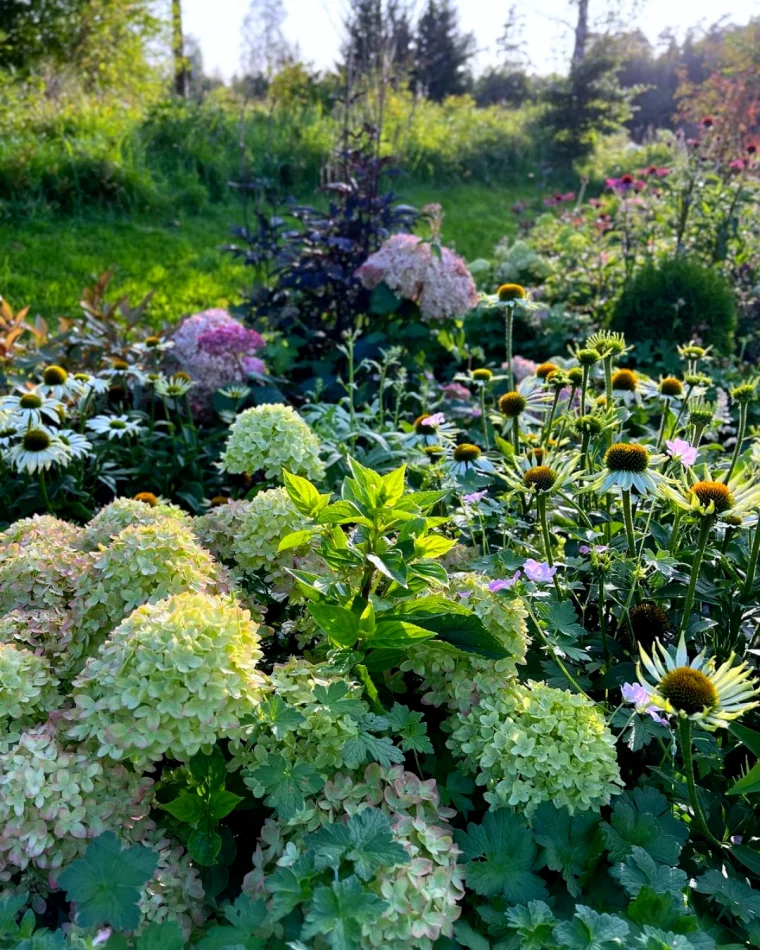 hortenisa buisson jardin super arbuste longue floraison