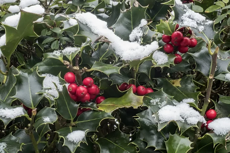 houx baies rouges feuilles persistantes arbuste hiver neige