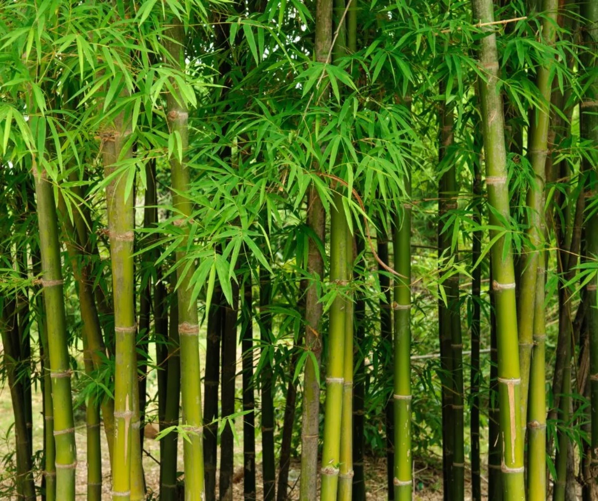 idée haie persistant sans entretien à croissance rapide de bambous non traçant