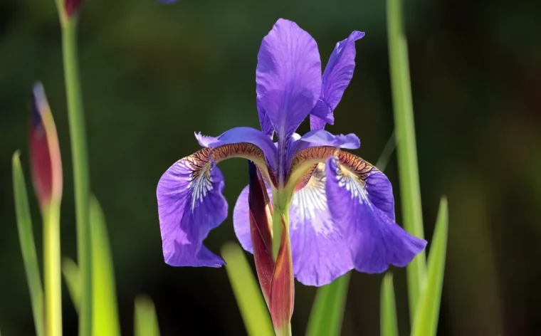 iris variete fleur violette tiges longues paysage jardin parterres