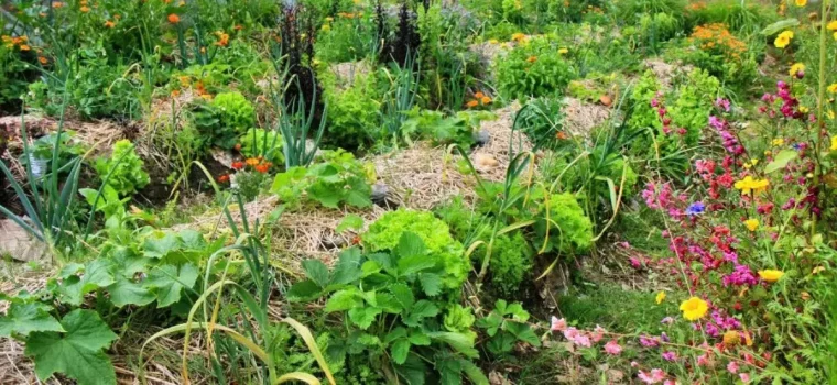 jardin avec des buttes de culture bien garni