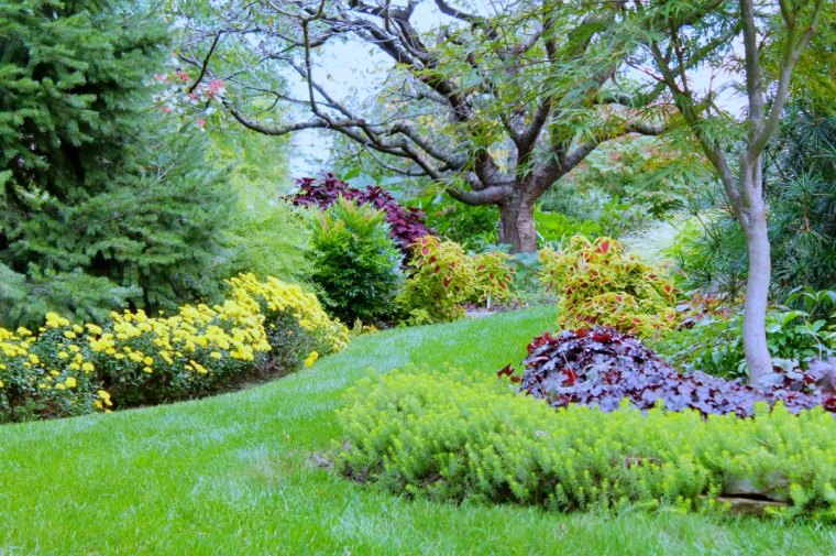 jardin resistant a la secheresse arbre arbuste fleurs jaunes pelouse verte