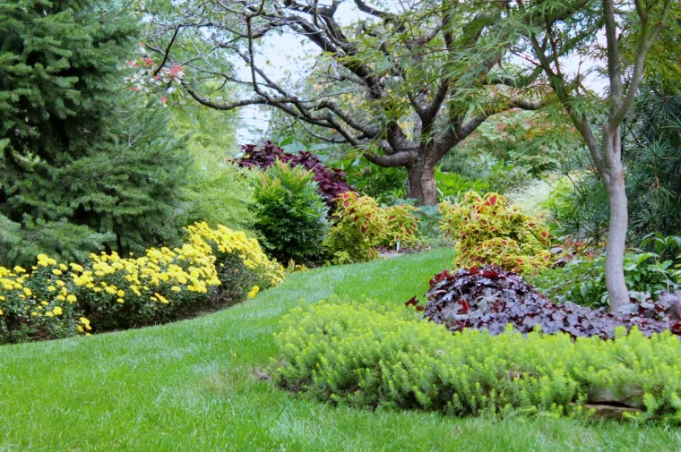 jardin resistant a la secheresse arbre arbuste fleurs jaunes pelouse verte